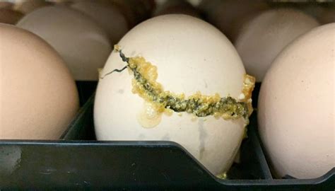chicken eggs are contaminated in china